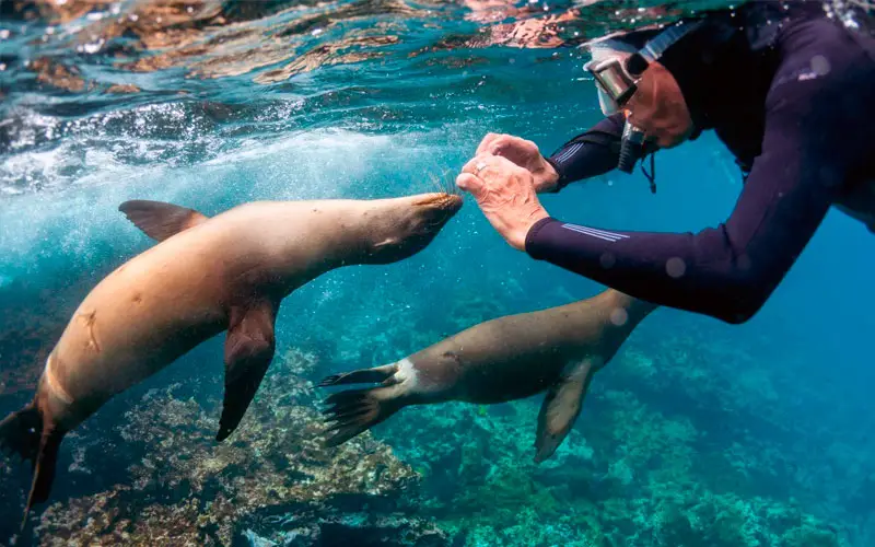 sea lion mammal galapagos islands hotels cruises travel tours vacations summer playful