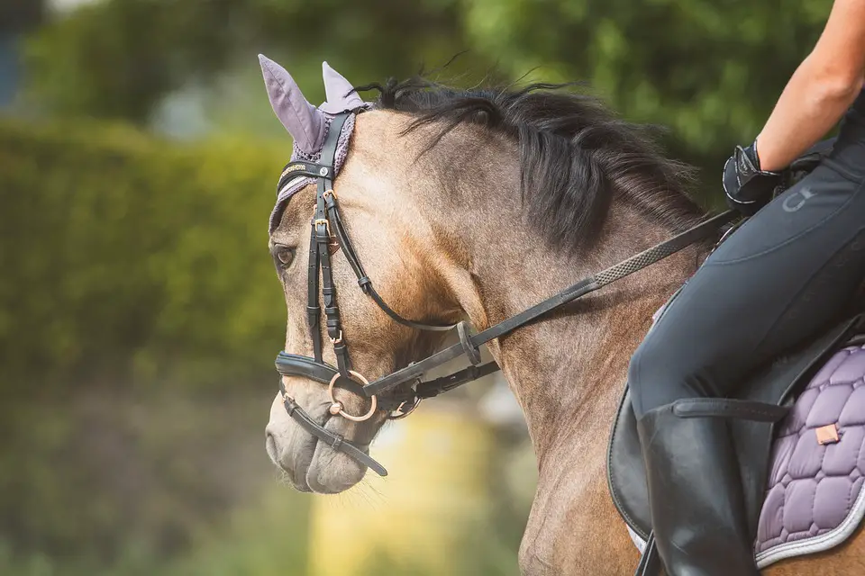 Horseback riding