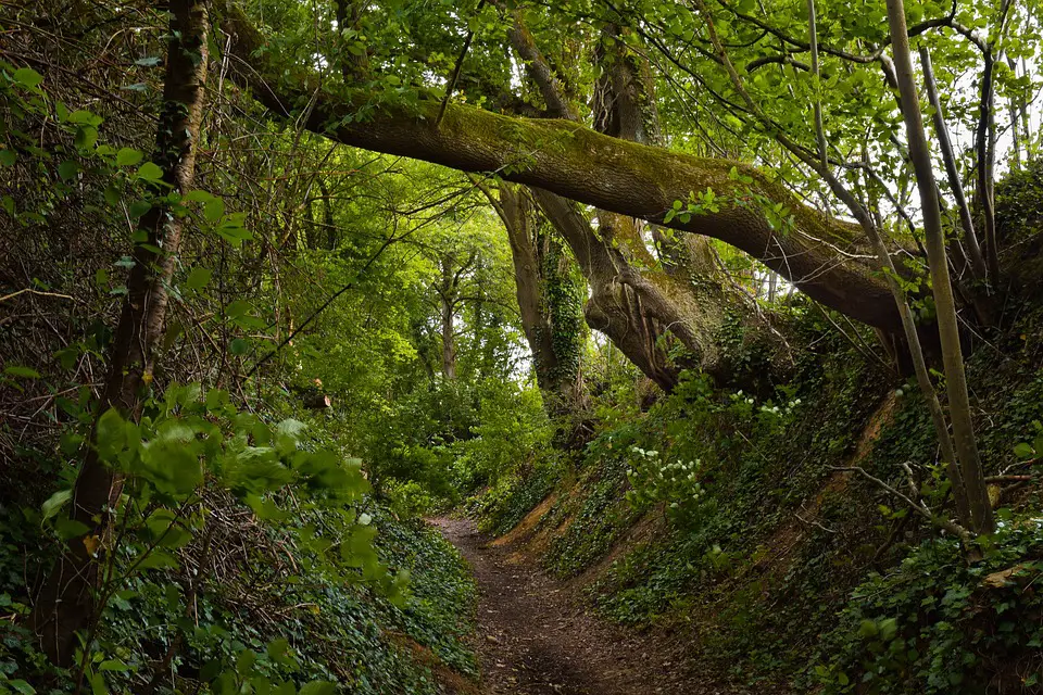 Jungle Trails