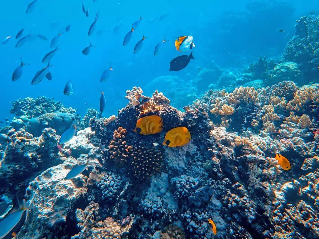 stunning coral reefs